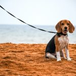 Beagle Strand 2